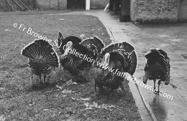 TURKEYS AT PAROCHIAL HOUSE